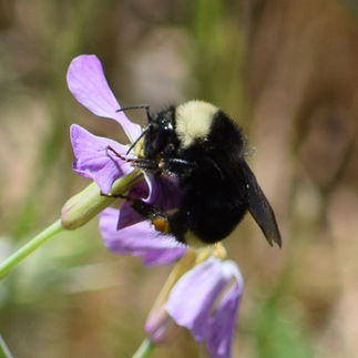 Bombus fervidus californicus / Yellow Bumblebee
Suisun Valley