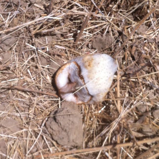 Tyto alba / Barn Owl
Suisun Valley birds