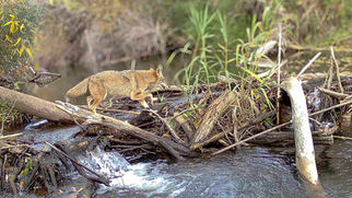 Coyote / Canis latrans 