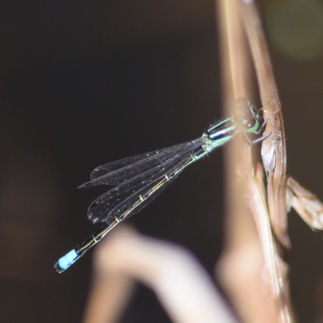 Western Forktail Damselfly