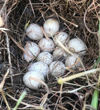 Callipepla californica / California Quail suisun valley birds