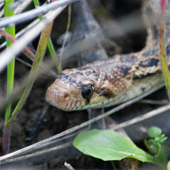 Pituophis catenifer catenifer