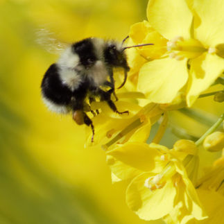 Bombus melanopygus / Black Tail Bumblebee
Suisun Valley
