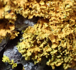 Lichen of solano county California