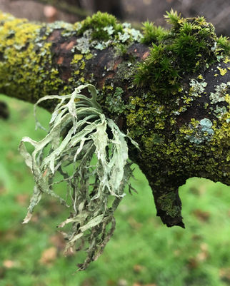 Lichen of solano county California