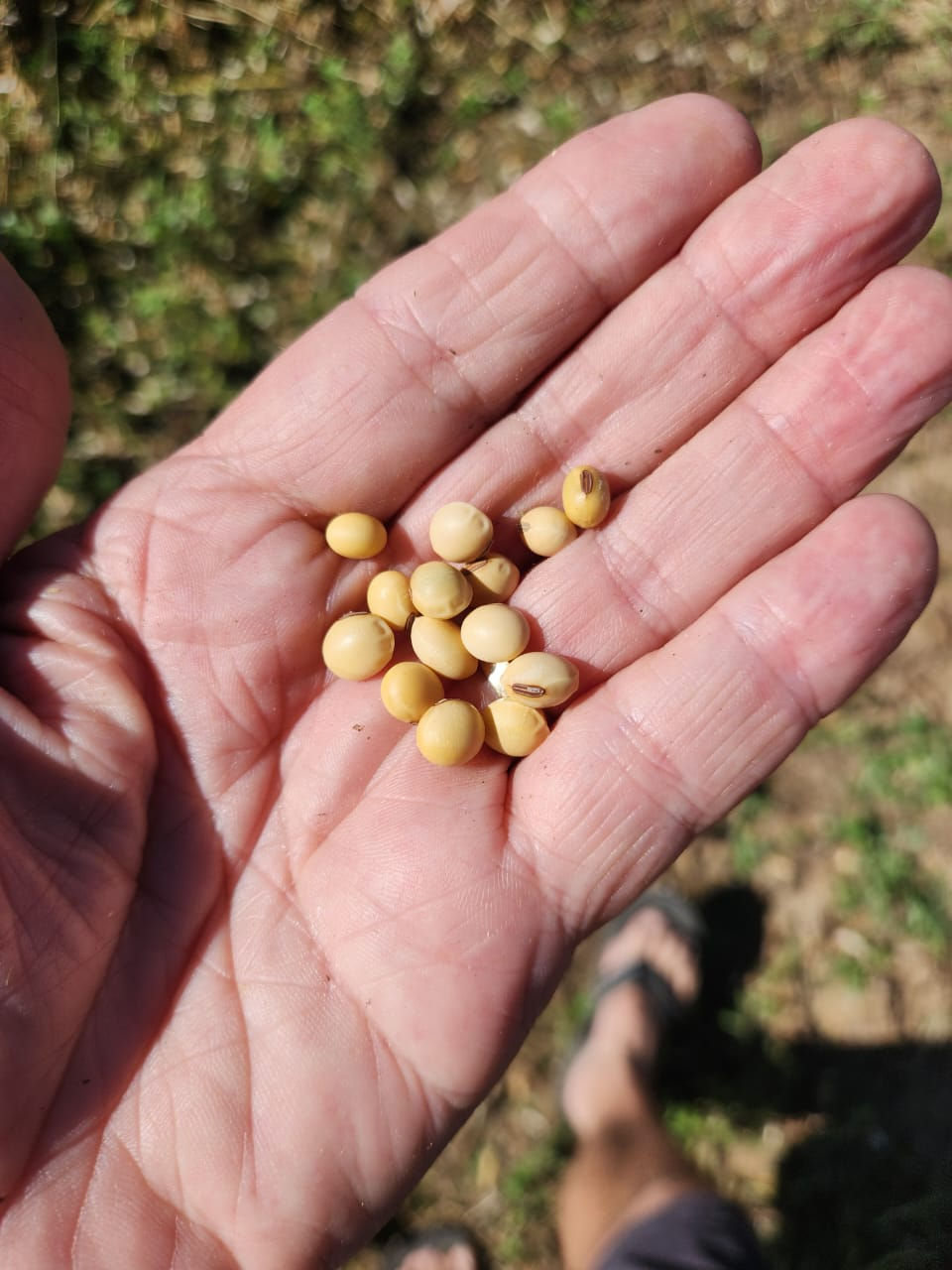 Soy beans.jpeg