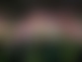 Rooted in Impact: How Planet Bee Brought Native Bee Conservation to the Philadelphia Flower Show