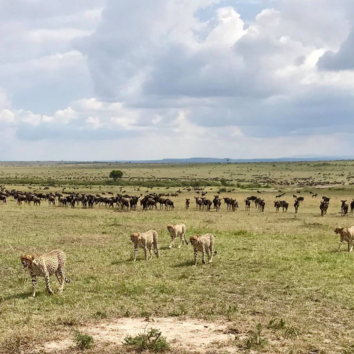 "Tano Bora" After Feeding
Escorted small group, or escorted, small group…
Sheldrick Wildlife Trust, SWT, private visit, Dame Daphne Sheldrick,  Nairobi National Park, Nairobi Orphanage, Reintegration Units, Nairobi nursery unit
Tsavo, Tsavo East, Ithumba, Ithumba Hill Camp, Umani Springs, Umani Springs Lodge, Galdessa Camp, Voi, Ithumba Elephant Reintegration Unit, Kibwezi Forest, Chyulu Hills National Park, Voi Reintegration Unit, dependent orphaned elephants, KWS, Kenya Wildlife Service, Orphan Units, Galdessa, Galdessa Hills Camp, Yatta Plateau, Galana River, Kilimanjaro, Tanzania, Amboseli National Park
