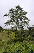 ALISO2222.jpg