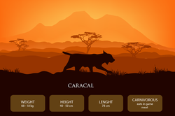 animais_caracal