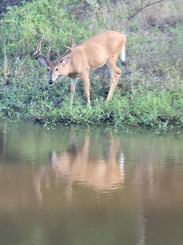 Oklahoma deer