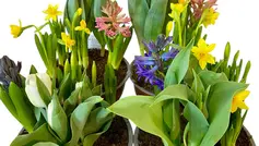 Fleurs et Vins pour Pâques