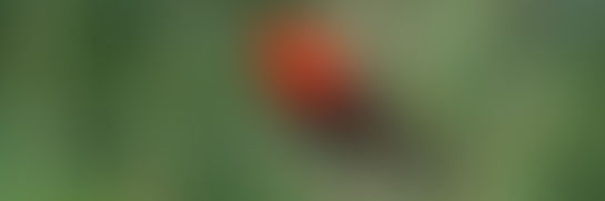 L'île Pelée: Ornithologie et vins  