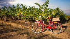 La vigne en Belgique
