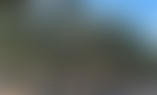 Journée mondiale de l'olivier