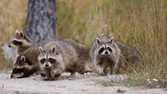 Épidémie grandissante des ratons laveurs