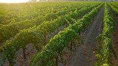 Américains et la SAQ