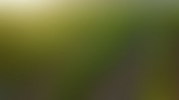 Américains et la SAQ