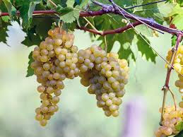 Chenin blanc