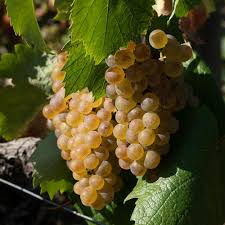 Bourgogne aligoté 