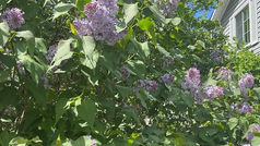Le temps des lilas