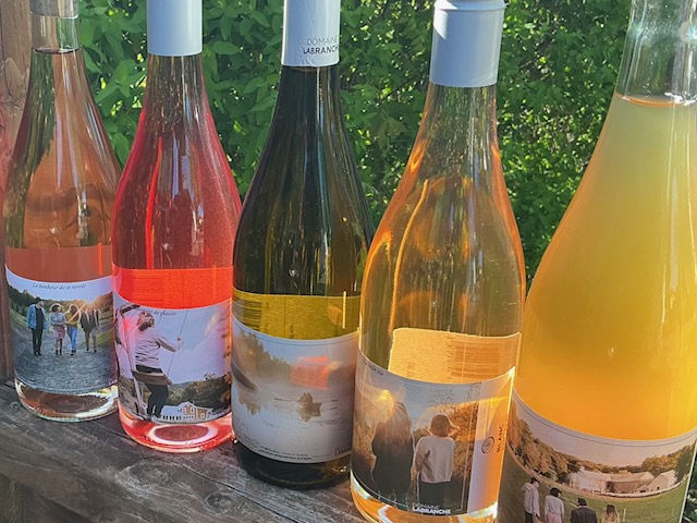 Vitis vinifera du domaine Labranche , prise 2 , 2025