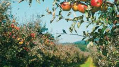 Auto-cueillette de nos pommes en 2025