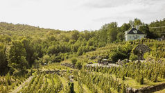 Dormir au cœur d'un vignoble : une escapade qui apaise les sens