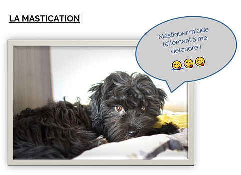 mastication.JPG