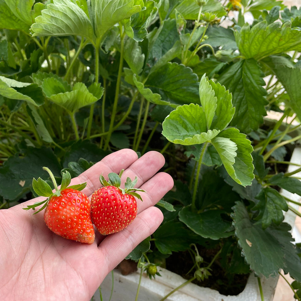 Vietnam Strawberry