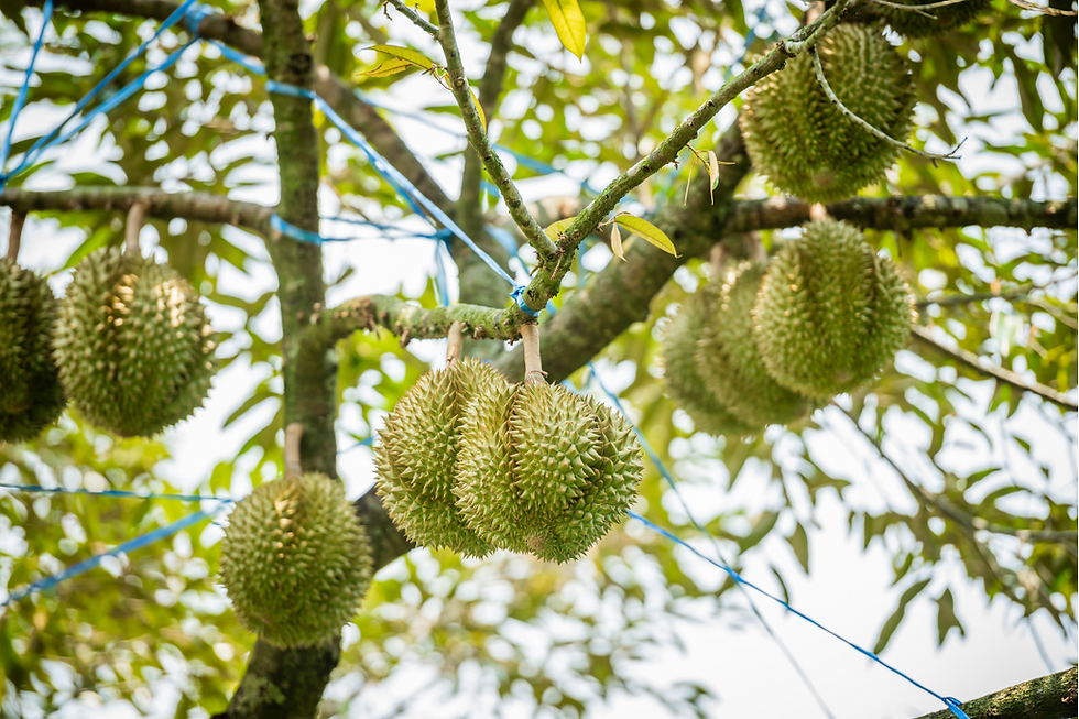 Durian farm from Vietnam