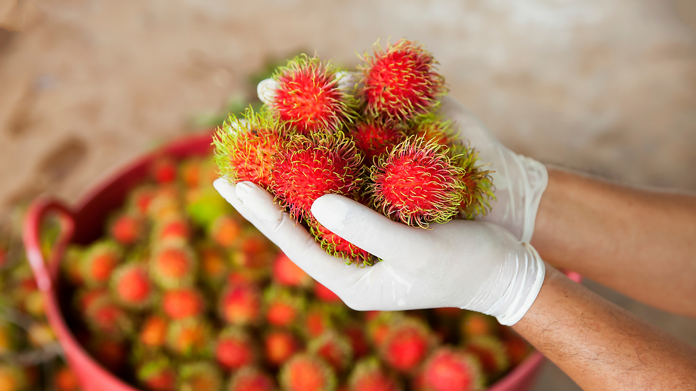 Vietnamese Rambutan on hand