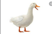 duck.PNG