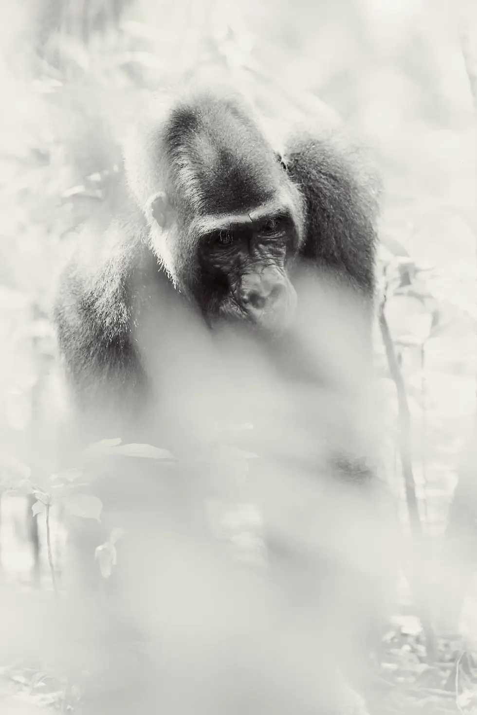 Lowland gorilla in Loango National Park, habituated by the Max Planck Institute