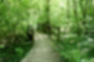 The old wood boardwalk bridge on the trail in the woods..jpg