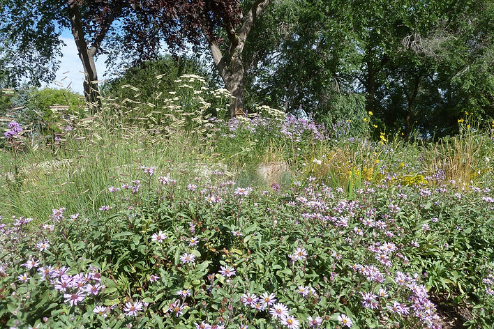 Wildflower_News_March_2017_Page_4_Image_0005.jpg