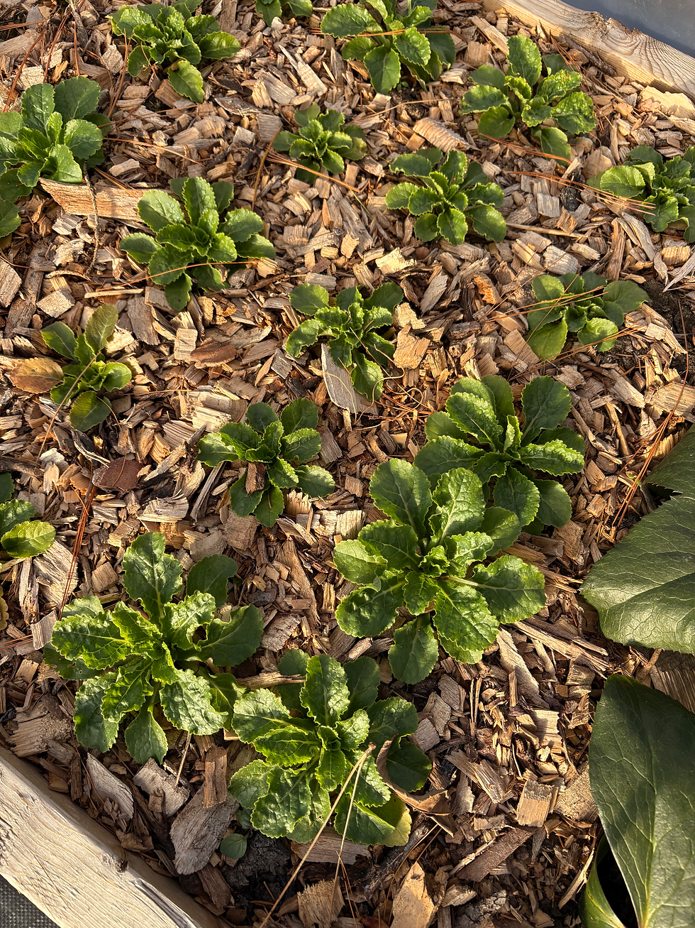Growing Campanula on the Farm: A Lesson in Timing