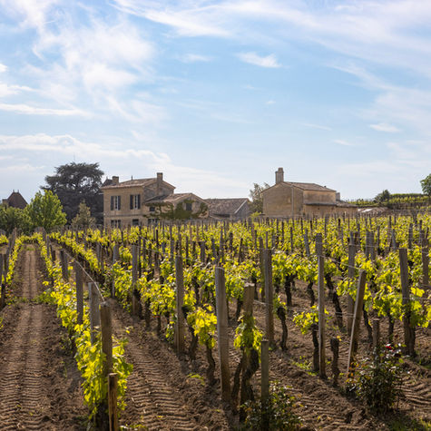 Vignes bordelaises