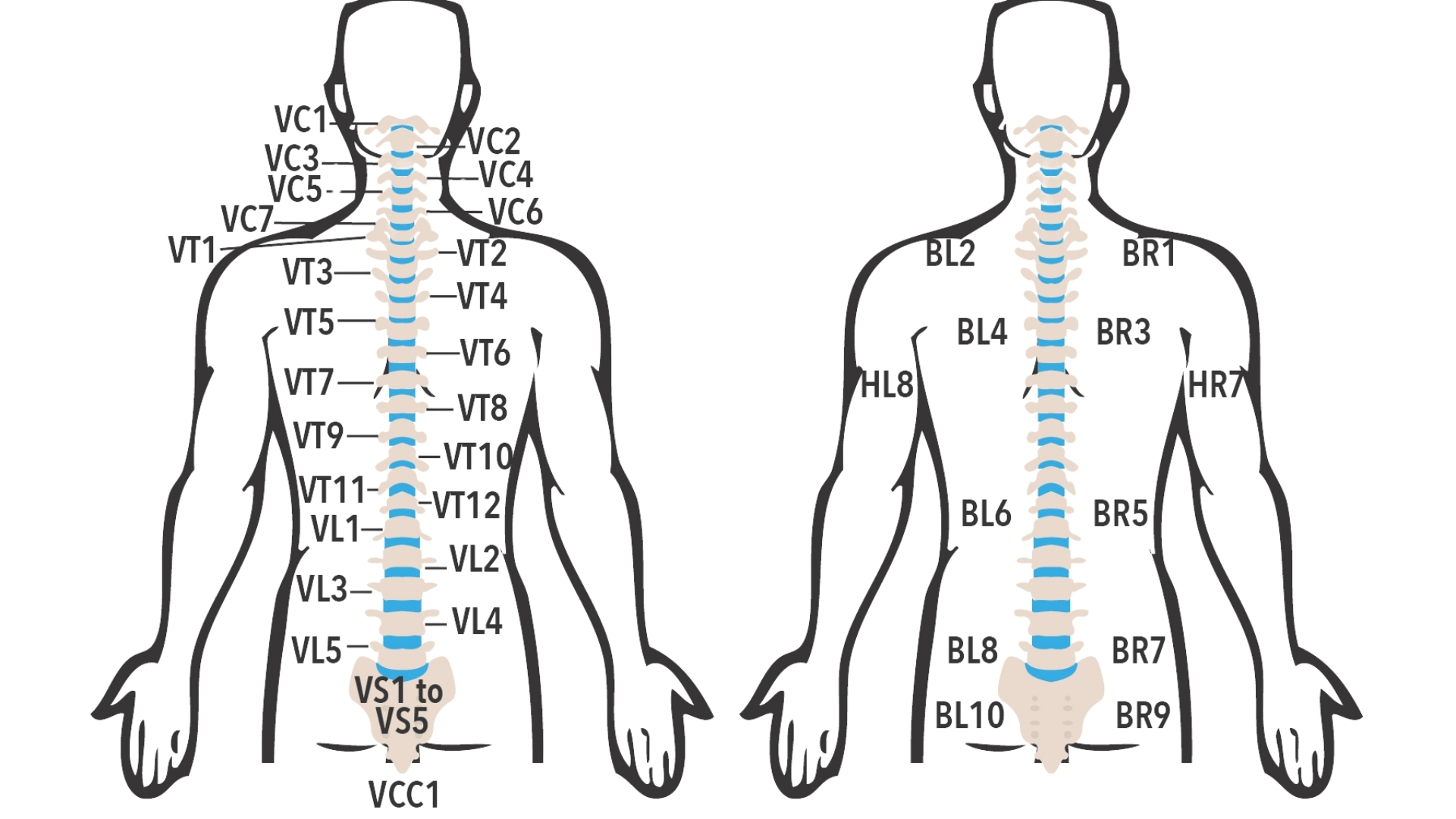 Spine