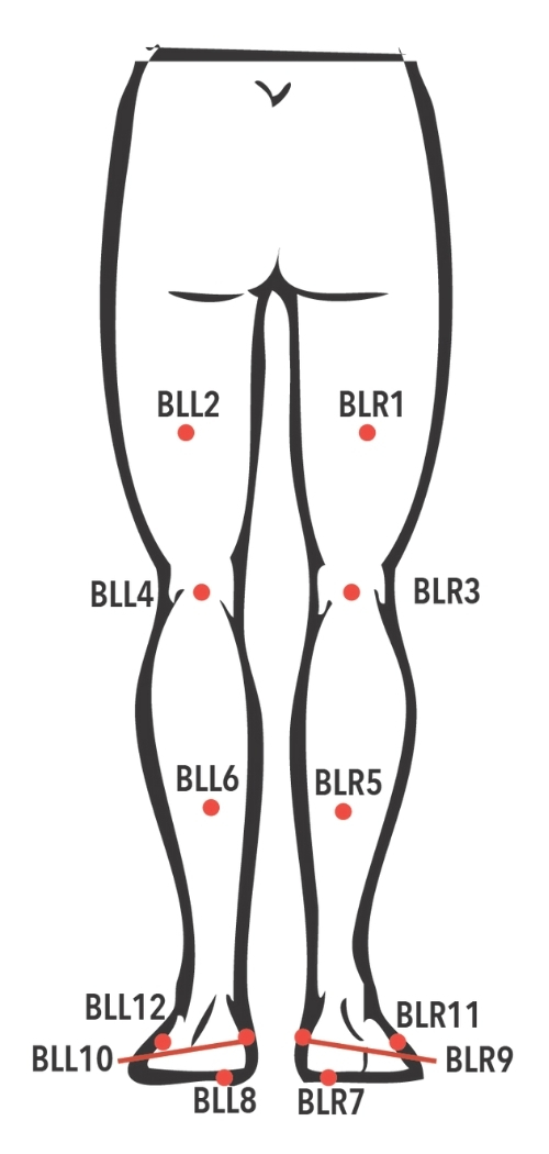 Back Legs
