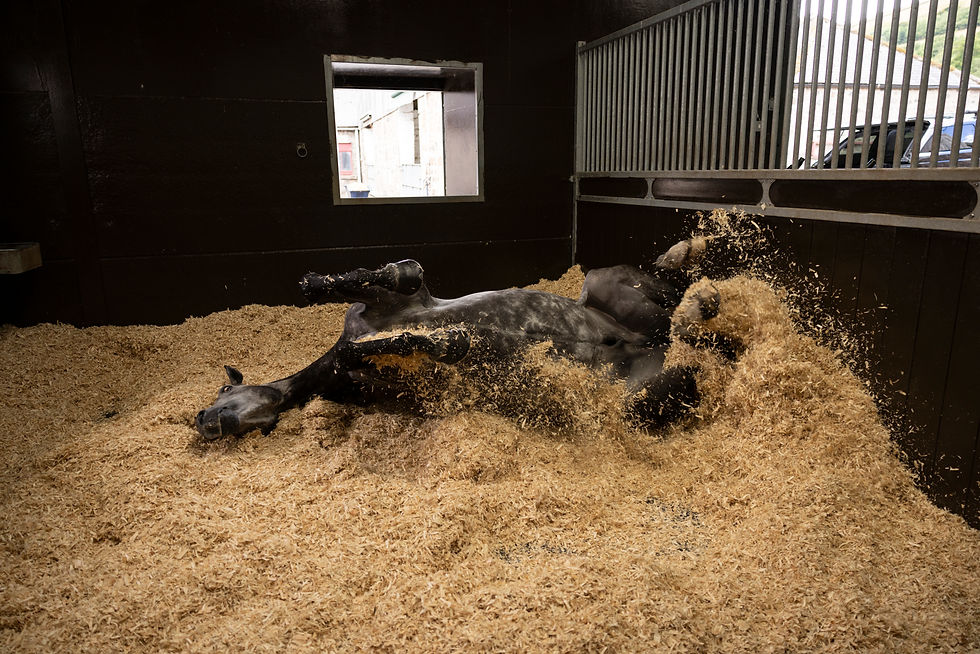 Thumbnail: Littlemax - pallet of 48