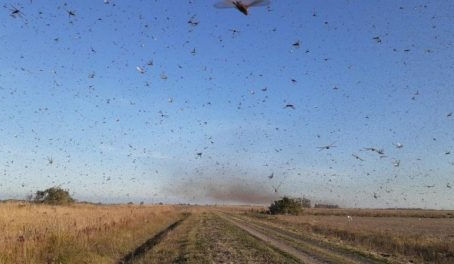 Secretaria de Agricultura do RS monitora nuvem de gafanhotos que avança pela Argentina