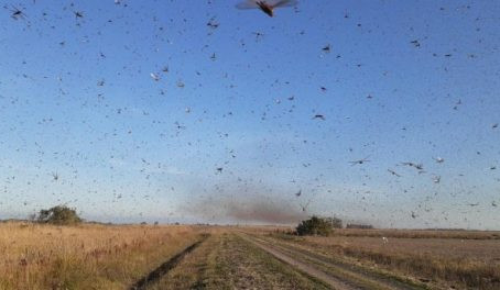 Secretaria de Agricultura do RS monitora nuvem de gafanhotos que avança pela Argentina