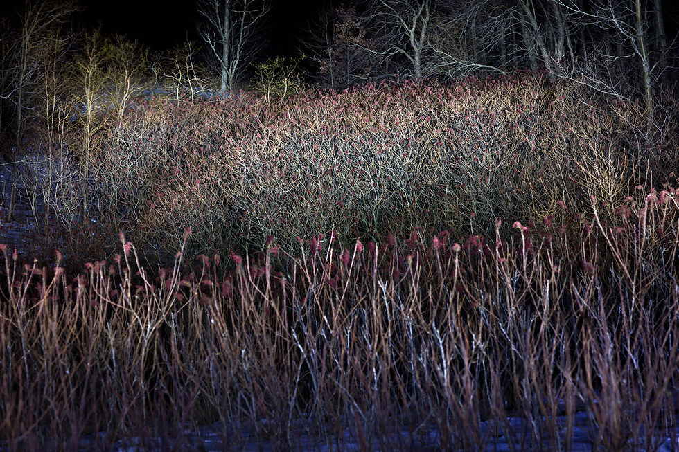 9816-2bFINAL-topaz-sharpen-upscale-2x copy.jpg