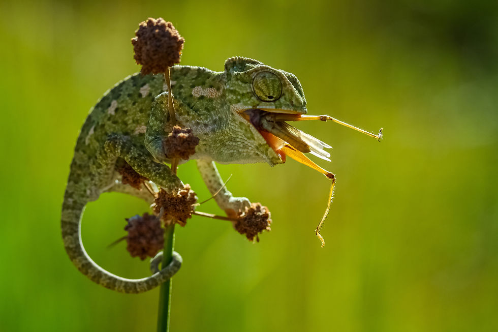 Agreen Mediterranean chamelion feasting in an insect.