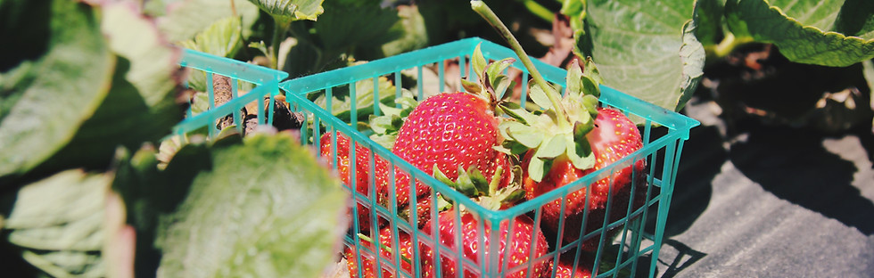 Basket of Strawberries
