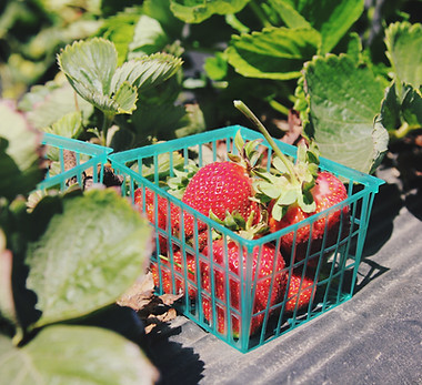 Basket Of Strawberries