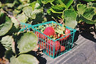 Basket of Strawberries