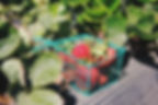 Panier de fraises
