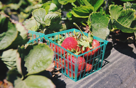 Panier de fraises